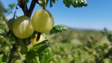 goosberries, nature, scotland | Amla