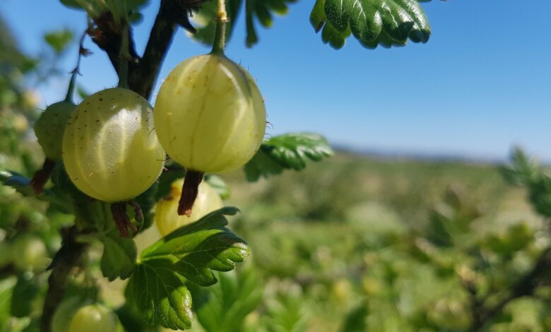 goosberries, nature, scotland | Amla